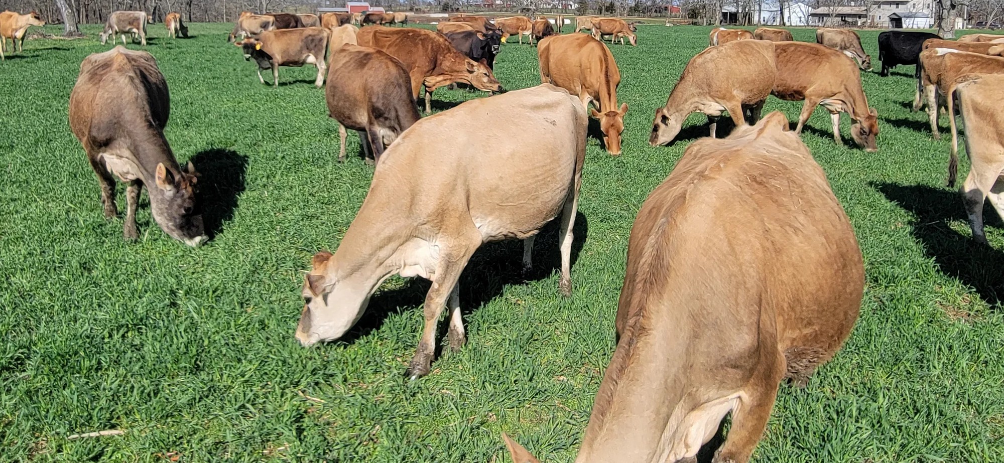 Healthy Grass Fed Jersey heifers, bred heifers and milking cows A2A2